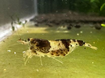 PRINCESS BEE  ( $9.99/1p )
