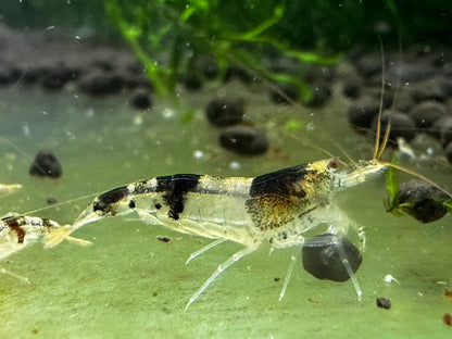 PRINCESS BEE  ( $9.99/1p )