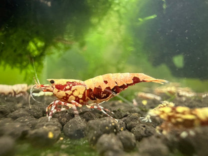 RED BOA LOW GRADE ( $29.99/1p )