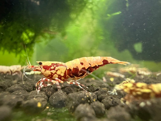 RED BOA LOW GRADE ( $29.99/1p )