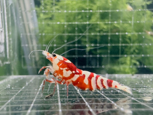 RED FANCY TIGER - A GRADE ($14.99/1p)