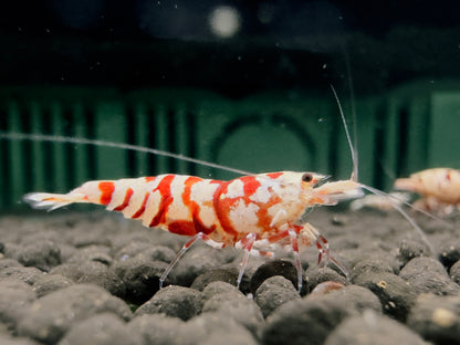RED FANCY TIGER - A GRADE ($14.99/1p)