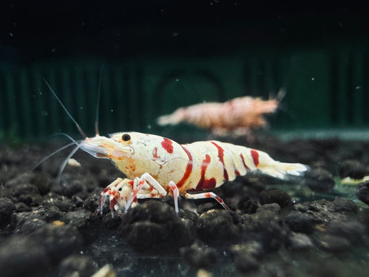 RED FANCY TIGER - S GRADE($29.99/1p)