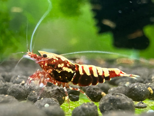 RED GALAXY FISHBONE - LOW GRADE  ( $14.99/1p )