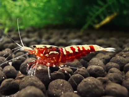 RED GALAXY FISHBONE - LOW GRADE  ( $14.99/1p )
