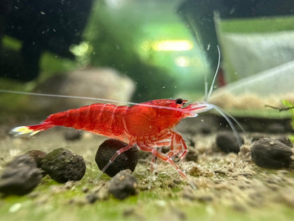 EXTREME RED KING KONG  ( $17.99/1p )