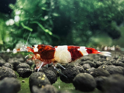 RED PANDA  ( $9.99/1p )