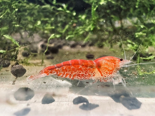 RED PEARL TIGER ( $9.99/1P )