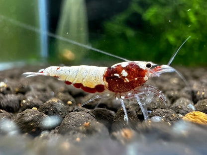RED PINTO MIX  ( $8.99/1p )