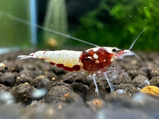 RED PINTO MIX  ( $8.99/1p )