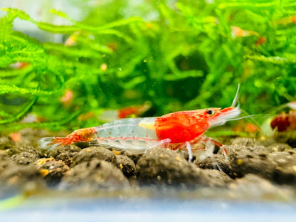 RED RILI  ( $4.99/1p )