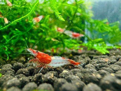 RED RILI  ( $4.99/1p )