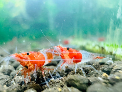 RED RILI  ( $4.99/1p )