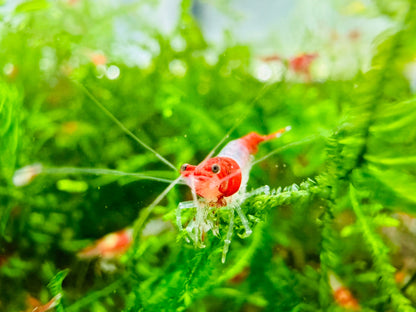 RED RILI  ( $4.99/1p )