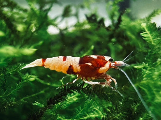 RED SPOTTED PINTO  ( $11.99/1p )