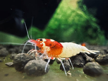 RED SPOTTED PINTO  ( $11.99/1p )