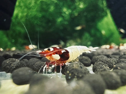 RED SPOTTED PINTO  ( $11.99/1p )