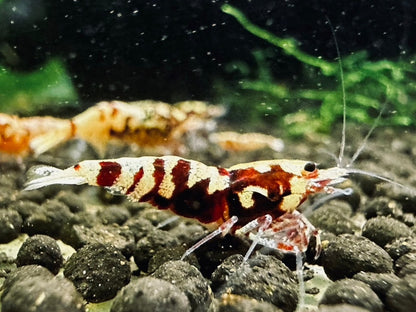 RED TIGER PINTO - LOW GRADE($29.99/1p)