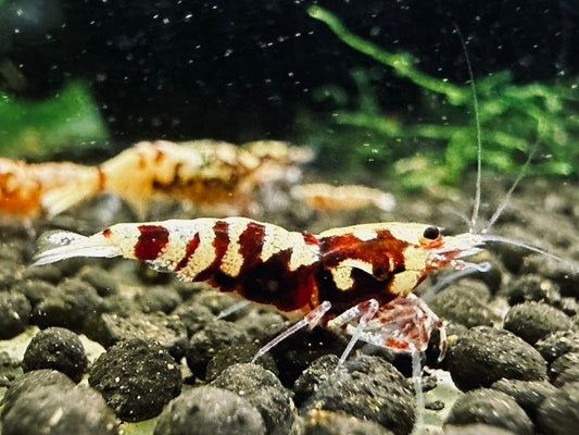 RED TIGER PINTO - LOW GRADE($29.99/1p)