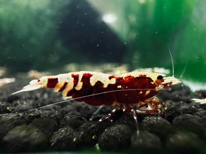 RED TIGER PINTO - LOW GRADE($29.99/1p)