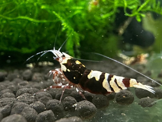 RED TIGER PINTO-MID GRADE($59.99/1p)