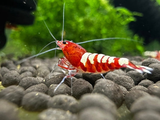 RED ZEBRA PINTO  ( $8.99/1p )