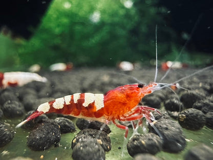 RED ZEBRA PINTO  ( $8.99/1p )