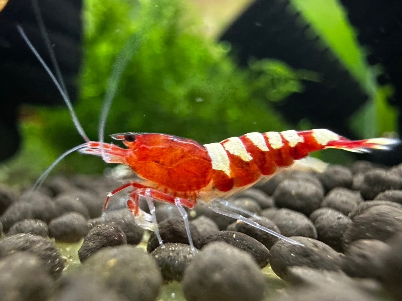 RED ZEBRA PINTO  ( $8.99/1p )