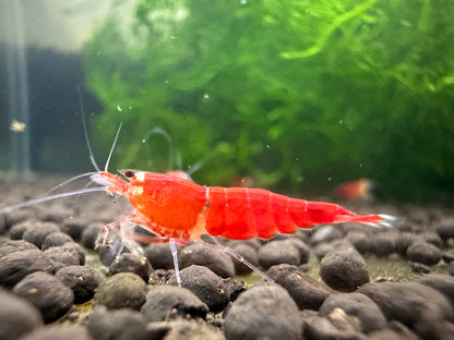 SUPER RED FULL RED  ( $15.99/1p )
