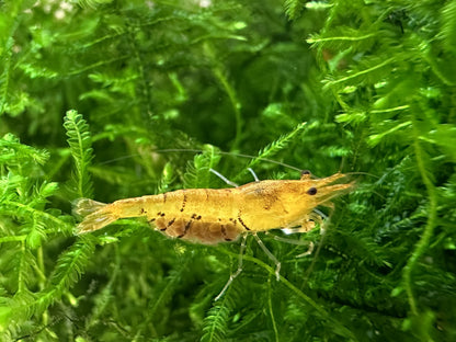 TANGERINE TIGER  ( $5.99/1p )