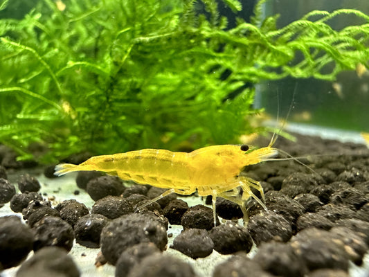 YELLOW KING KONG  ( $4.49/1p )